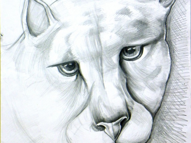 50 x 70 cm mountain lion