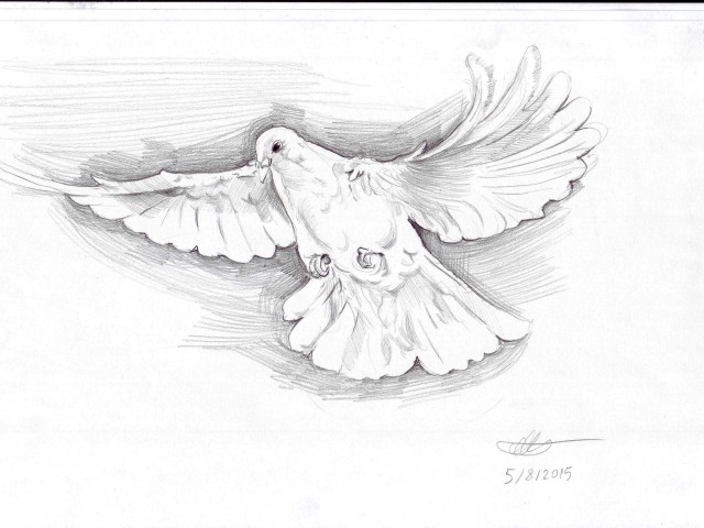 Güvercin Çizim